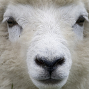 Schapen mogen langer op de dijken grazen Schapen mogen langer op de dijken grazen