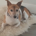Hond vermist in Welsum