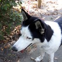 Hond gevonden en terug bij de eigenaar Hond gevonden en terug bij de eigenaar