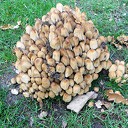 Zo maar wat herfstplaatjes Zo maar wat herfstplaatjes