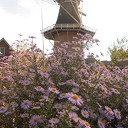 Alles in bloei rond de molen Alles in bloei rond de molen