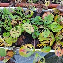 Aardbei – Eerdbessen (wen ma vaste an het Nedersaksisch) Aardbei – Eerdbessen (wen ma vaste an het Nedersaksisch)