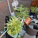 “Hoe oud zijn die plantjes”, vroeg iemand mij “Hoe oud zijn die plantjes”, vroeg iemand mij