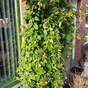 Suzanne een prachtige plant