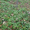 Winterpostelein onkruid of groente