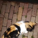 Iemand deze kat kwijt? Opgelost