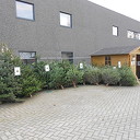 Vroege kerstbomen Vroege kerstbomen