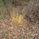 Nog een paar herfstplaatjes