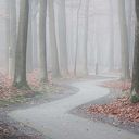 Mist in het herfstbos Mist in het herfstbos