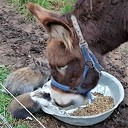 Samen eten Samen eten