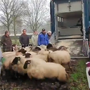 Zwolsche schaapskudde gaat weer overwinteren in Friesland Zwolsche schaapskudde gaat weer overwinteren in Friesland