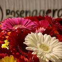 Rosengaerde zet mantelzorgers in de bloemetjes
