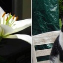 Kattenbaasjes opgelet: stuifmeel lelie giftig