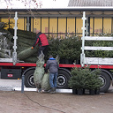 De mooie kerstbomen zijn weer gearriveerd…