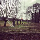 Ondanks regen volop wilgen knotten Ondanks regen volop wilgen knotten