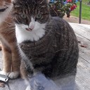 Poes vermist Poes vermist