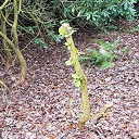 Stok met blad Stok met blad