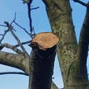 Nuttenboom giet der echt niet dood an Nuttenboom giet der echt niet dood an