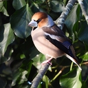 Vogels genieten van het bijvoederen Vogels genieten van het bijvoederen