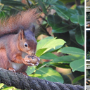 Nieuwe beelden dieren tuin Nieuwe beelden dieren tuin