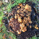Is het nog herfst? Nee dus.