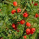 Uitleg wanneer Taxus dodelijke is Uitleg wanneer Taxus dodelijke is