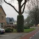 Een boom met een jas aan Een boom met een jas aan