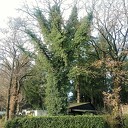 Hedera (klimop) klimt de boomtoppen in