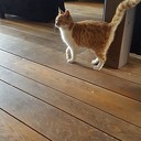 Jonge kitten gevonden (update) Jonge kitten gevonden (update)