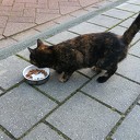 Kitten gevonden Kitten gevonden