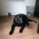Sam is weer thuis Sam is weer thuis