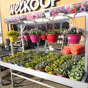 Volop voorjaar