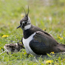 Hulp gevraagd weidevogels in Overijssel