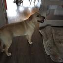 Hond gevonden in Hoonhorst Hond gevonden in Hoonhorst