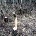 Aantal berkenbomen illegaal omgezaagd en meegenomen Aantal berkenbomen illegaal omgezaagd en meegenomen