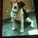 Hond vermist en al weer terug! Hond vermist en al weer terug!