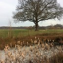 Veel sigarenpluimen