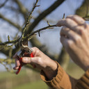 Volgen snoeicursus helpt biodiversiteit