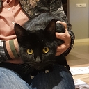 Gevonden: zwarte poes/kater