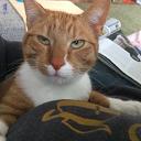 Kater spoorloos Kater spoorloos