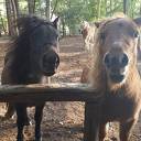 Pony Power voor kids