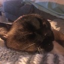 Kat vermist middeleeuwen Dalfsen en weer terug!