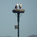 De ooievaars van de Rondweg De ooievaars van de Rondweg