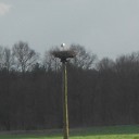 Ooievaar Blauwe Dijk is er ook weer