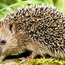 Egels helpen in Dalfsen