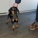 Vermiste Teckel Joep is weer terug