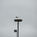 Nest bouwen en met takjes vliegen Nest bouwen en met takjes vliegen