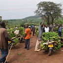 Landbouw in Uganda: Door Dalfsenaar Frederik Prins Landbouw in Uganda: Door Dalfsenaar Frederik Prins