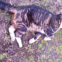 Dode kat Dode kat