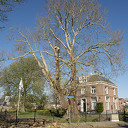 183 Jaar oude reus bij hospice rigoureus gesnoeid